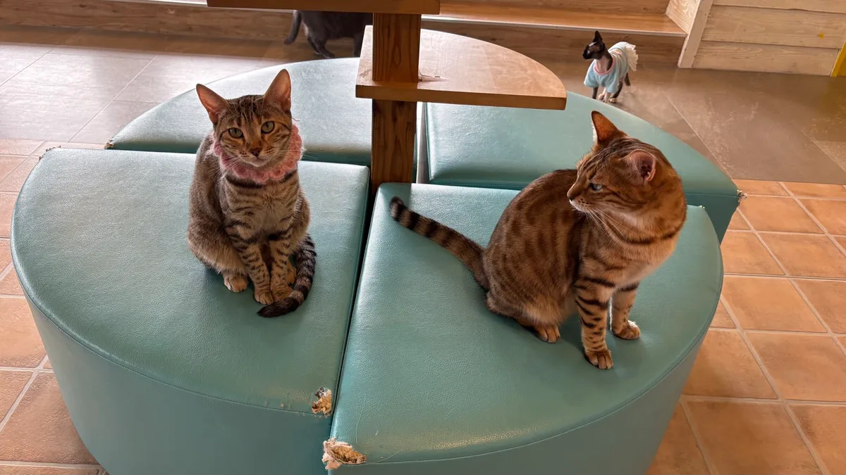 Two tabby cats on a mint-green padded bench in a cat cafe, with a hairless cat in a shirt standing behind them