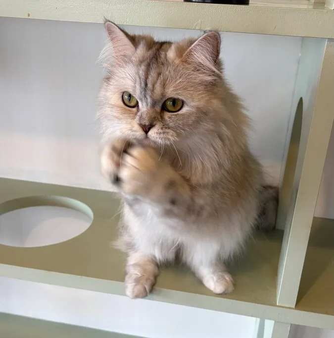 A fluffy silver long-haired cat sitting on a shelf with one front paw raised toward the camera