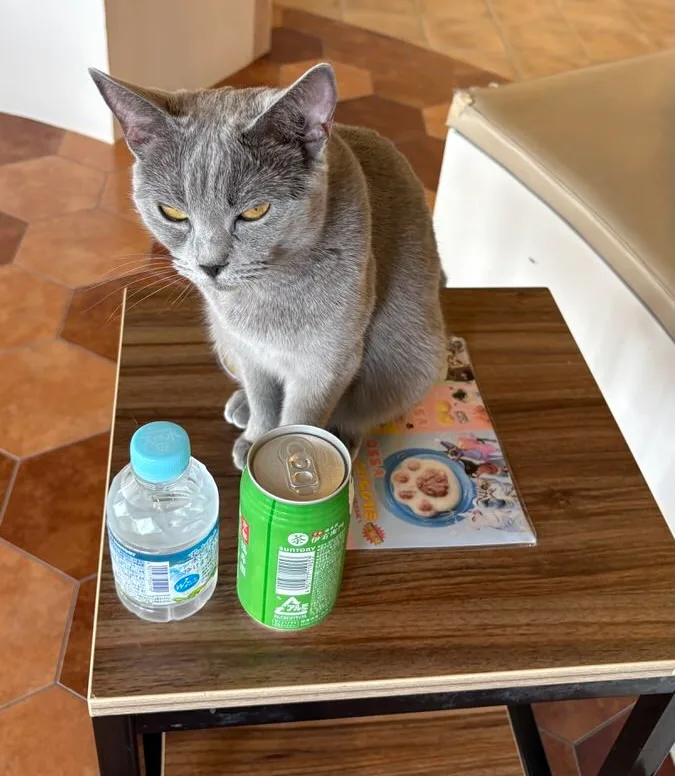 A grey cat sitting on a small wooden side table beside a plastic water bottle and a green canned drink