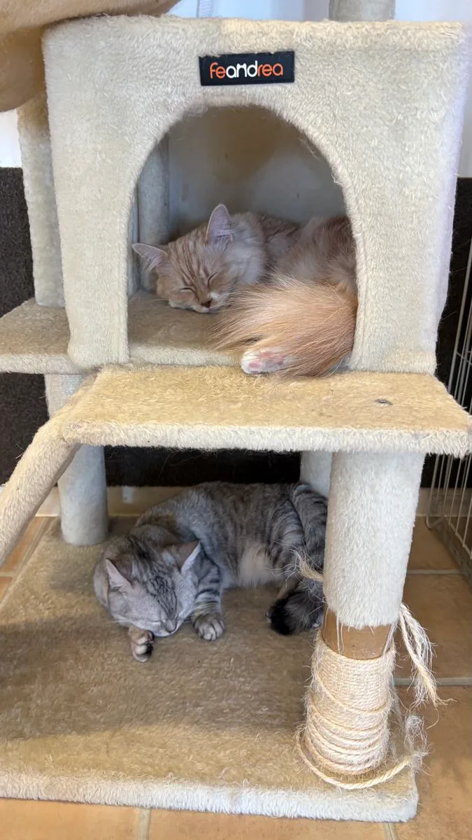 A cream long-haired cat asleep inside a carpeted cat tower with a grey tabby asleep on the base below